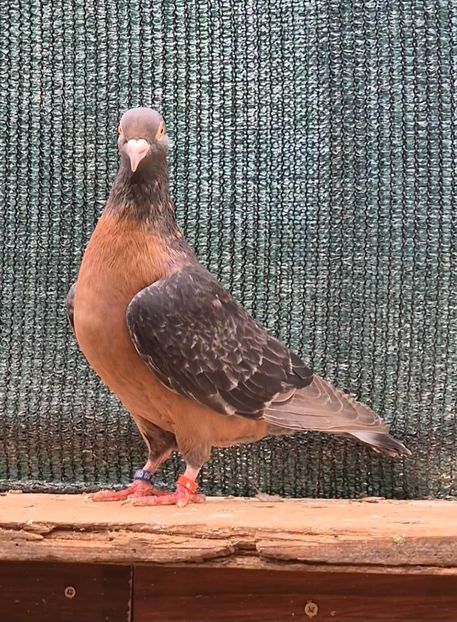  - Nu îmi aparțin 11