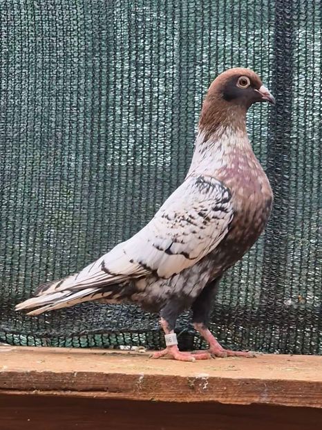  - Nu îmi aparțin 11