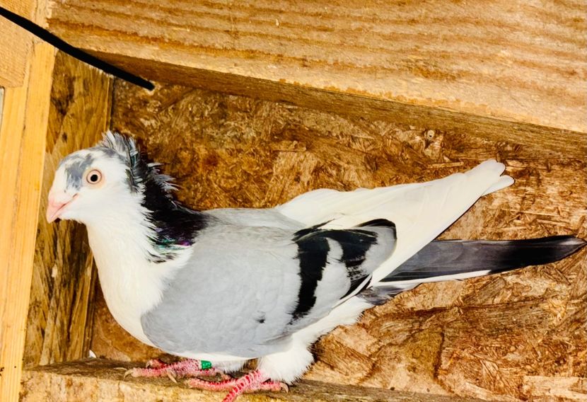 5201  mascul  2025 - Jucători de Galați