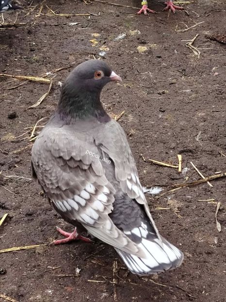  - Nu îmi aparțin 11