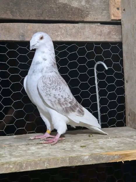  - Nu îmi aparțin 11