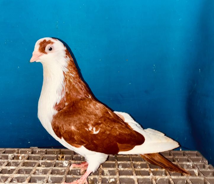 5199  femelă  2025 - Plecați ALBUM 4