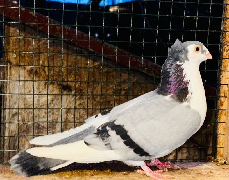 17985  femelă  2025 - Jucători de Galați