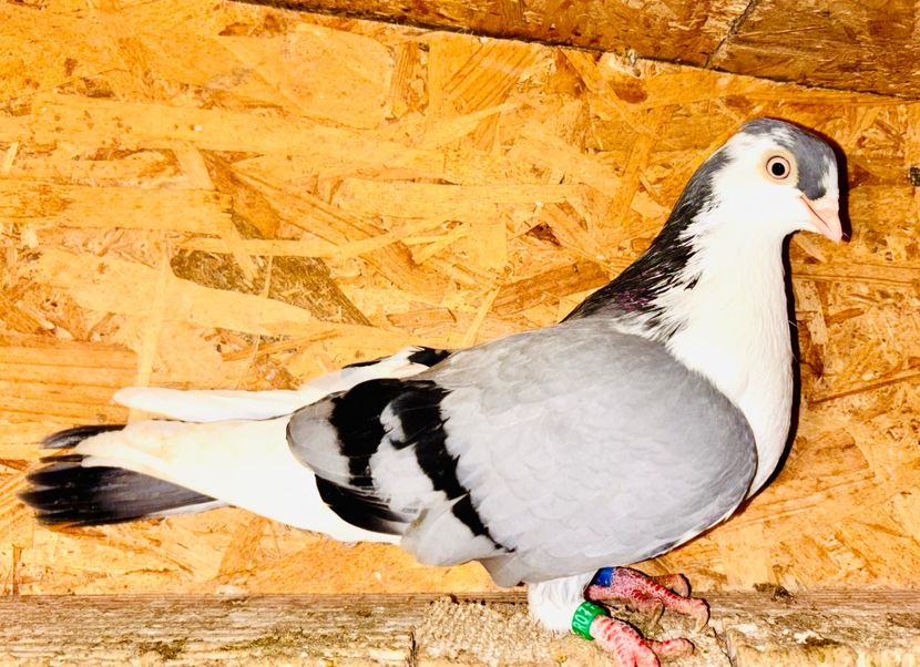 5036  femelă  2025 - Jucători de Galați