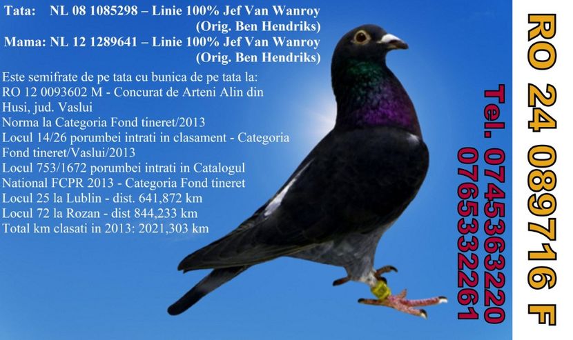 RO 24 089716 F REZERVATA GAITAN DB Pret 650 Lei + transportul - ARHIVA