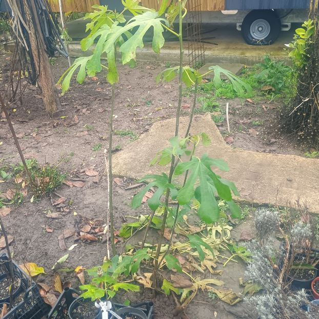 Smochin Svinița 0,5-0,7m 25lei - aaPlante fructifere disponibile