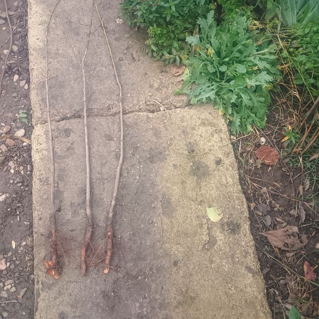 Gutui românesc 1,3m 20lei - aaPlante fructifere disponibile