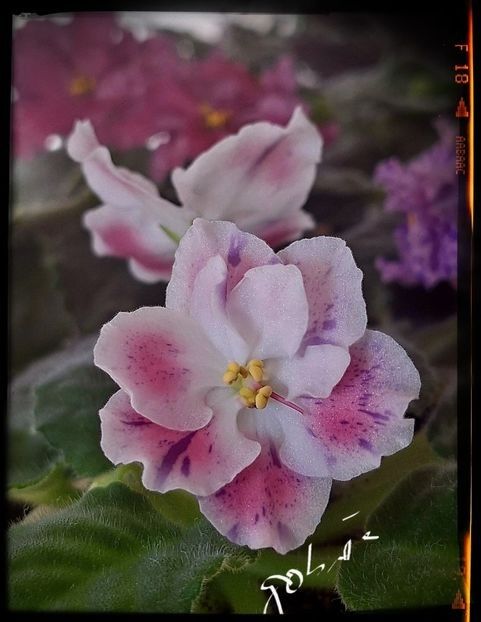 RM Pavlina 25 lei - AA Pui disponibili