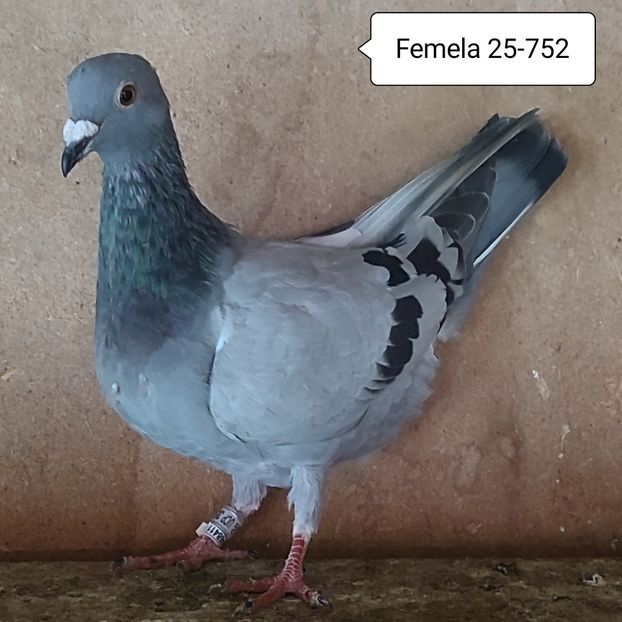 Femela 25-752 - Vanat