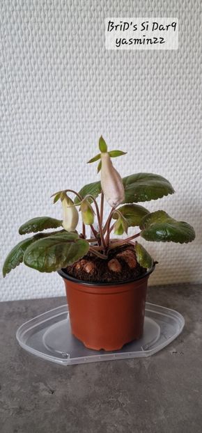 24.11.2025 - Sinningia BriDs Si Dar 9