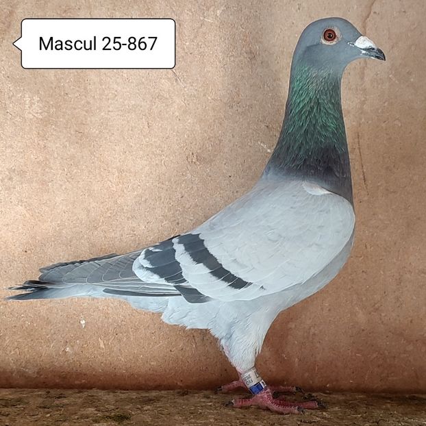 Mascul 25-867 - Porumbei vanduti