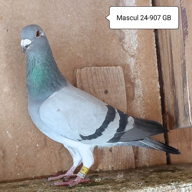 Mascul 24-907 GB - Porumbei vanduti