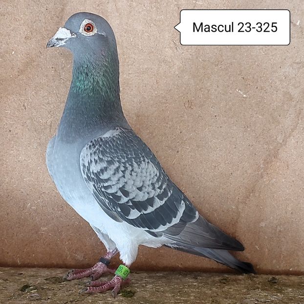 Mascul 23-325 - Stropit