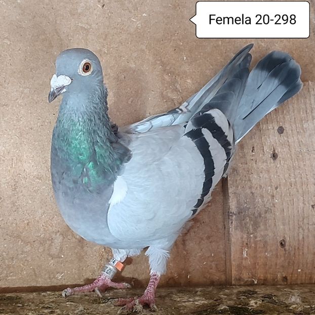 Femela 20-298 - Porumbei vanduti