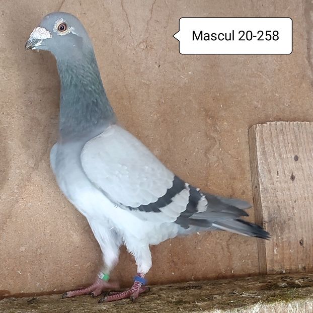 Mascul 20-258 - Porumbei vanduti