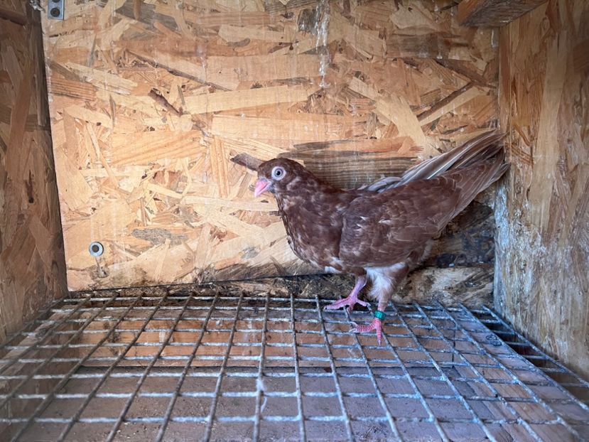 1841/25 - 8-lot zbor 2025