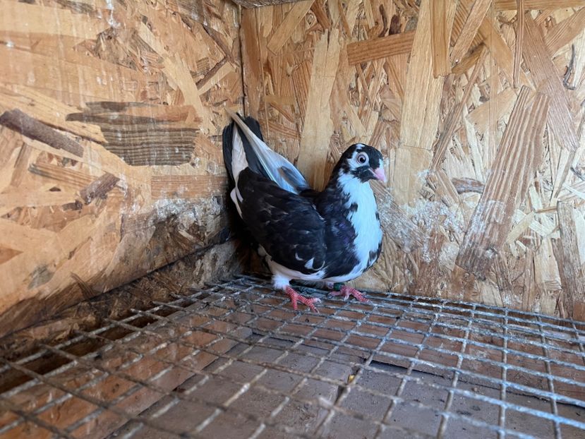 1847/25 - 8-lot zbor 2025