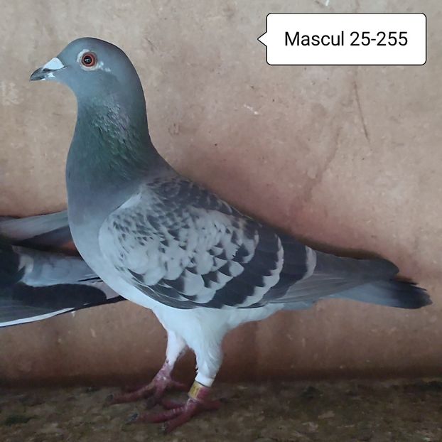 Mascul 25-255 - Stropit