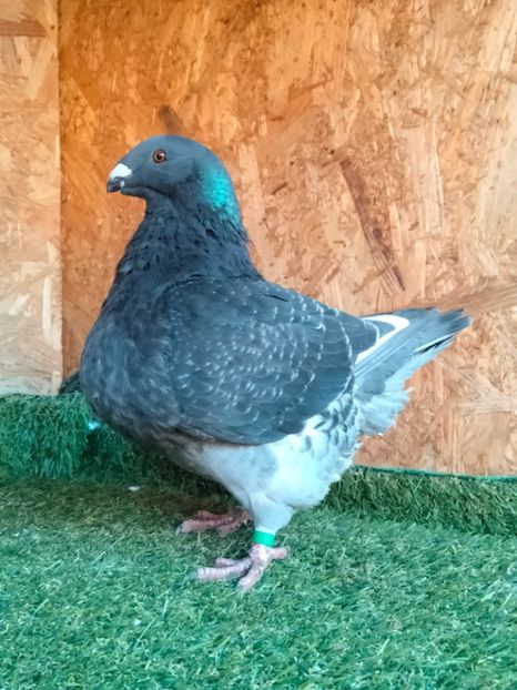 IMG20251124153929 - FEMELE MATCĂ PENTRU 2026