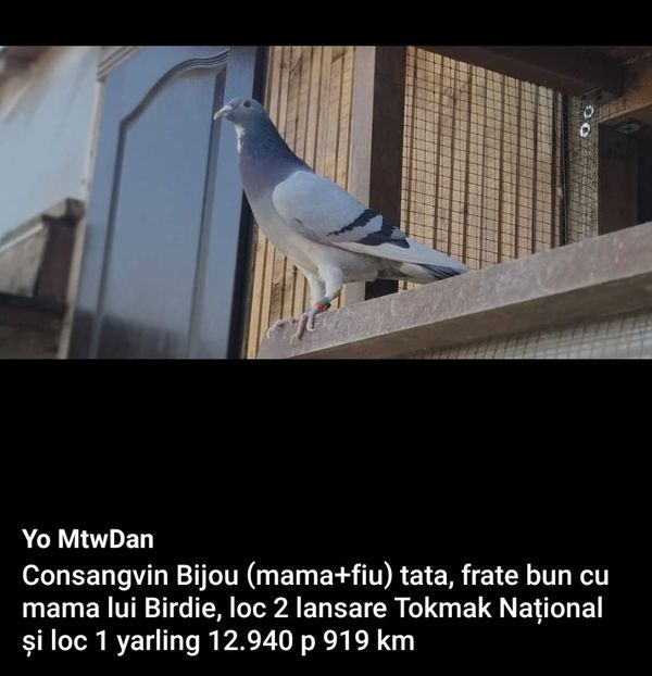 tata Daniela - Dan Matei Gray 3xBijou