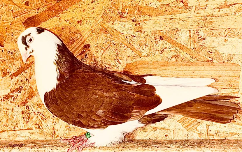 5187  femelă  2025 - Jucători de Galați