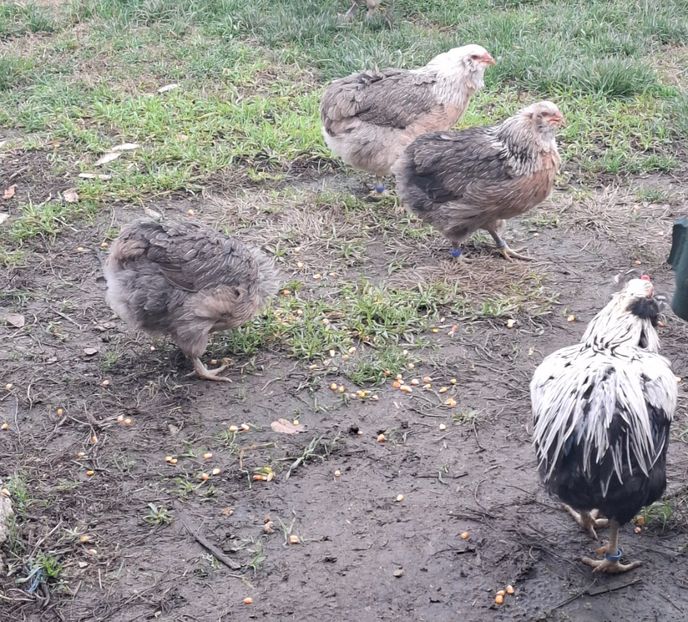  - Găini Araucana Argintiu -Silver