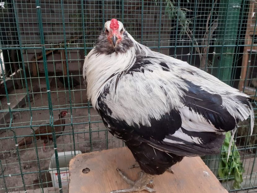  - Găini Araucana Argintiu -Silver