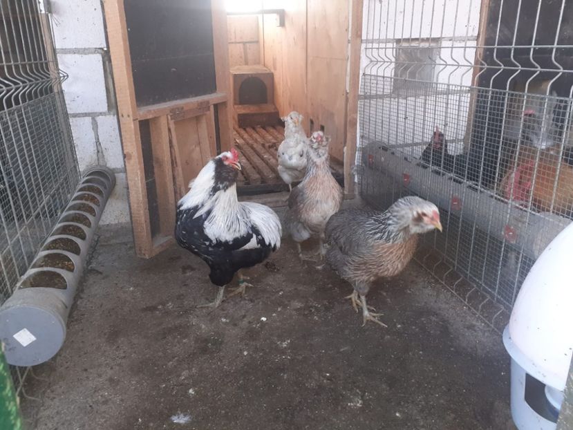  - Găini Araucana Argintiu -Silver