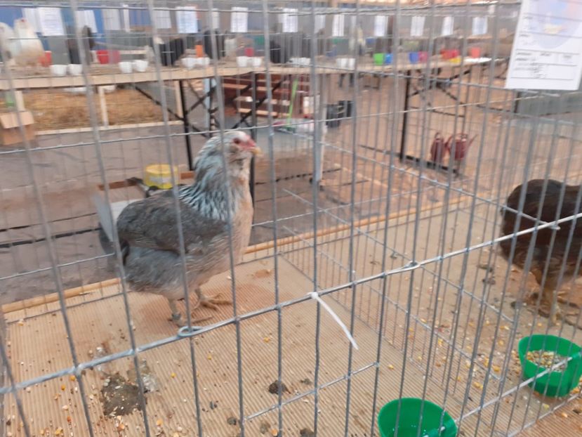  - Găini Araucana Argintiu -Silver