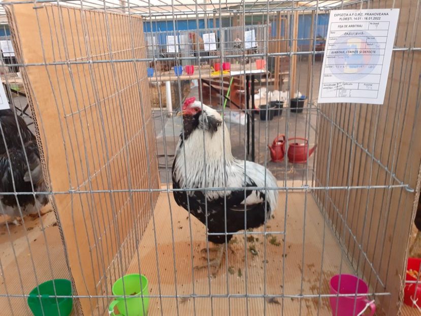  - Găini Araucana Argintiu -Silver