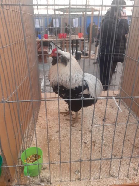  - Găini Araucana Argintiu -Silver