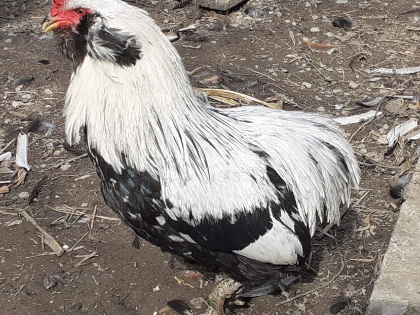  - Găini Araucana Argintiu -Silver