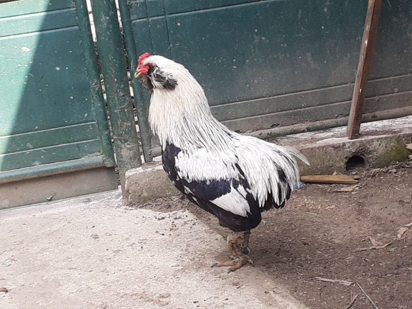  - Găini Araucana Argintiu -Silver