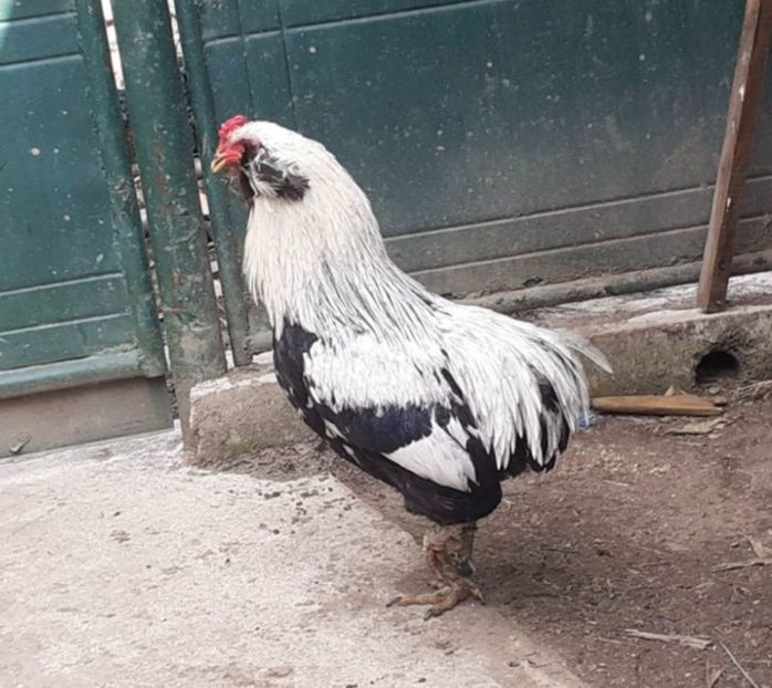  - Găini Araucana Argintiu -Silver