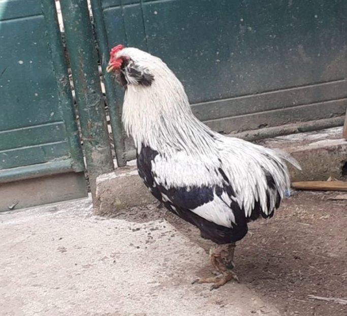  - Găini Araucana Argintiu -Silver