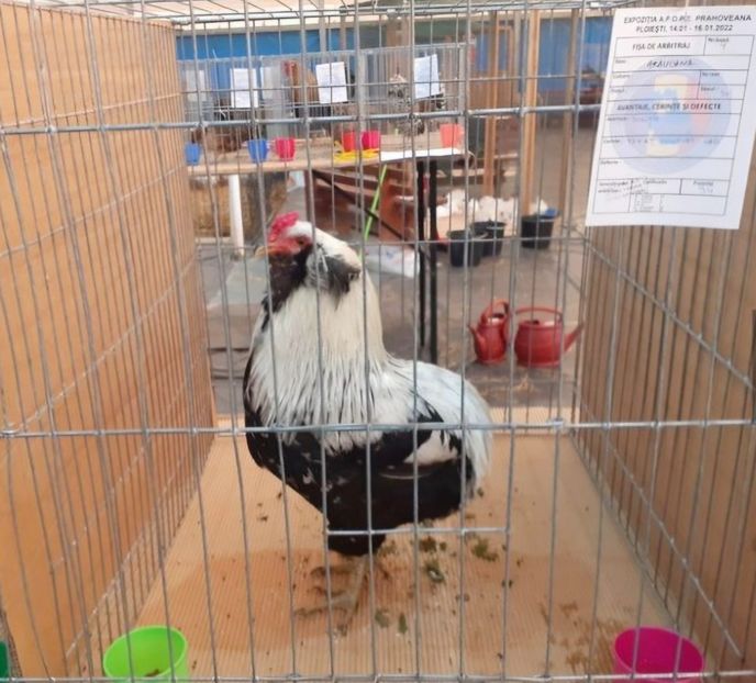  - Găini Araucana Argintiu -Silver