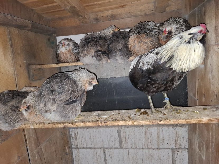  - Găini Araucana Argintiu -Silver