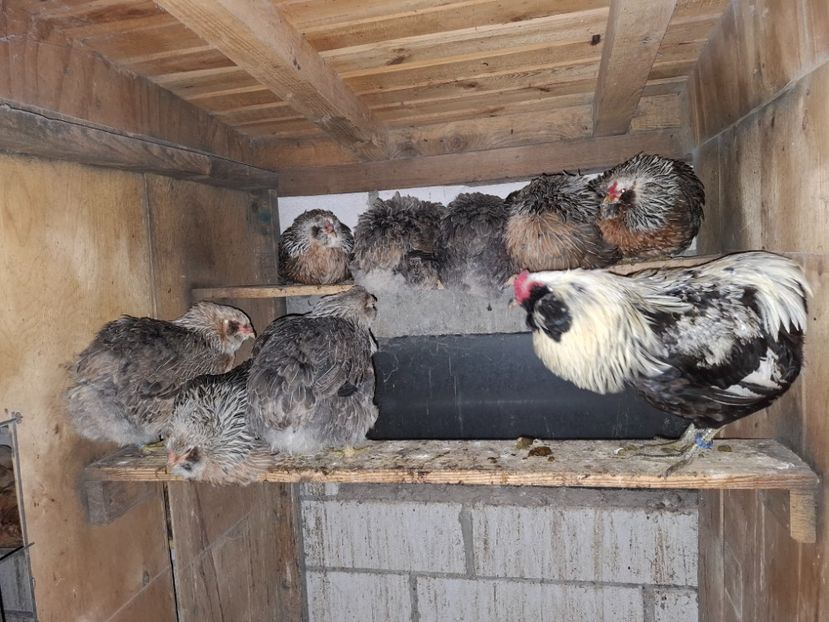  - Găini Araucana Argintiu -Silver