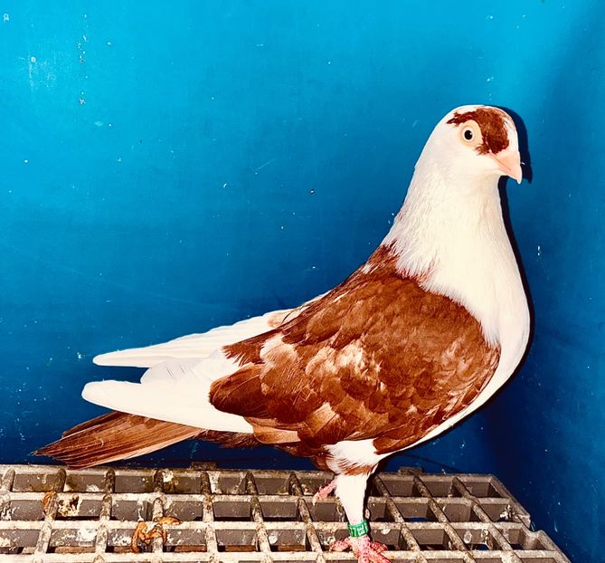 15677  femelă  2025 - Jucători de Galați