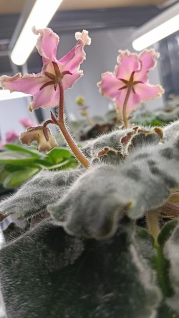  - AV-YANTARNAIA COMNATA