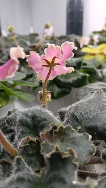  - AV-YANTARNAIA COMNATA