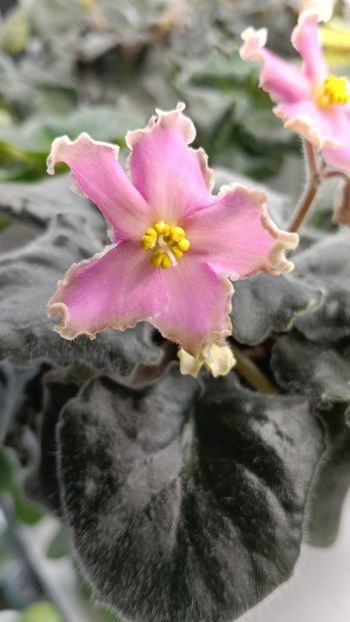  - AV-YANTARNAIA COMNATA