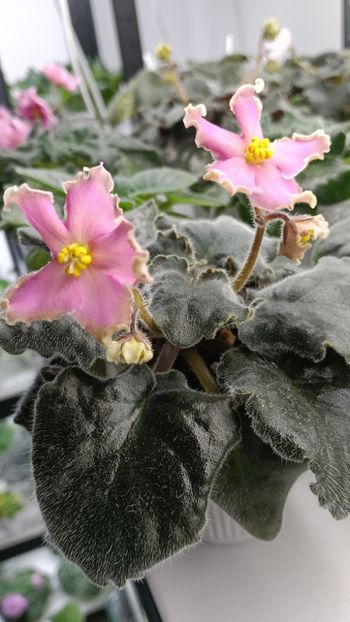  - AV-YANTARNAIA COMNATA