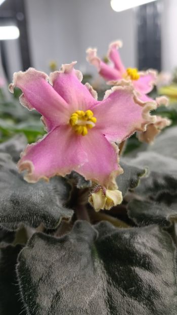  - AV-YANTARNAIA COMNATA