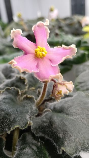  - AV-YANTARNAIA COMNATA