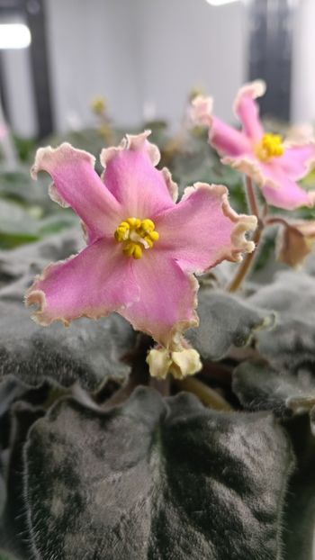  - AV-YANTARNAIA COMNATA