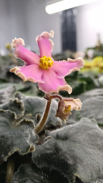  - AV-YANTARNAIA COMNATA