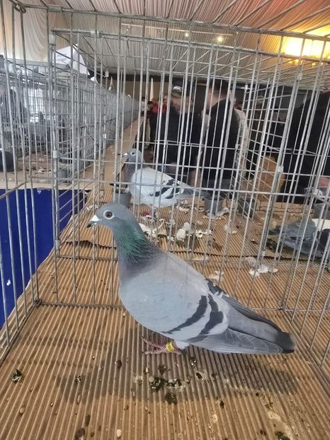 IMG-20251122-WA0038 - 22-11-2025-Expoziție Provinciala Oltenia-Muntenia-Columba-Targu Jiu