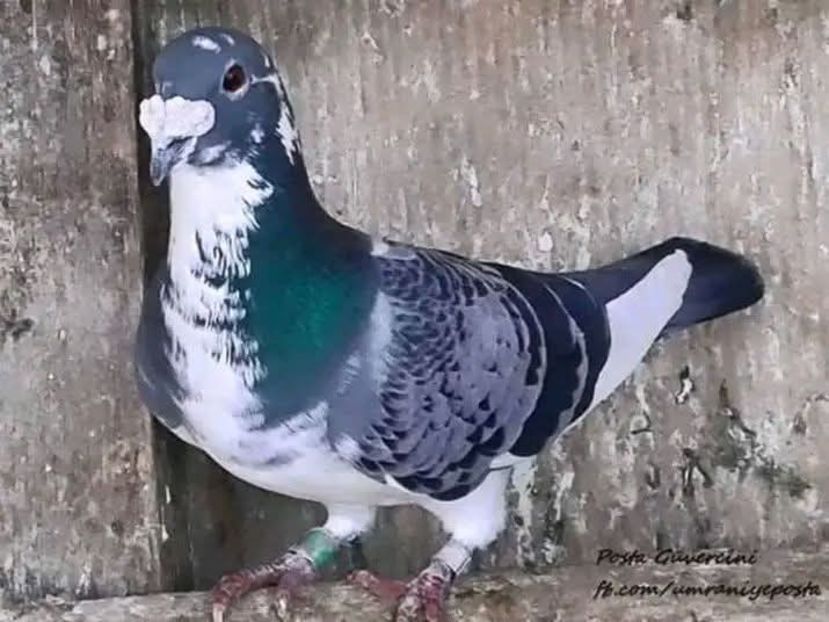  - Nu îmi aparțin 11