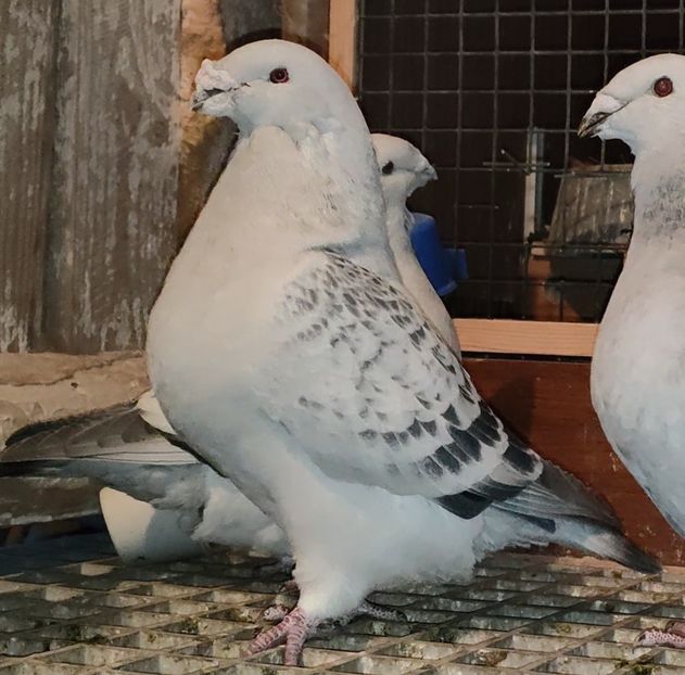 42 - a- SAMCE- Males